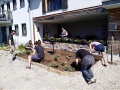 Studierende bepflanzen das Beet.