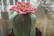 Ein Kuchen als Kaktus